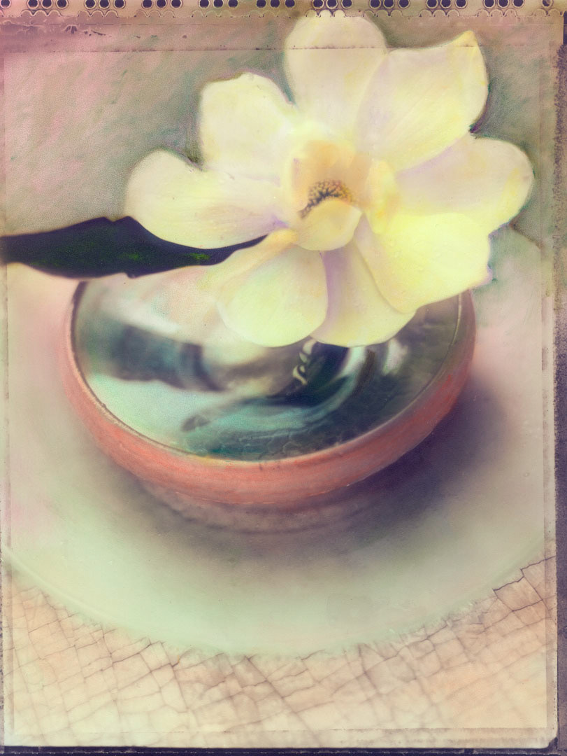 Magnolia - Plate
