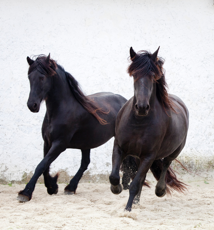 Fresian - 2
