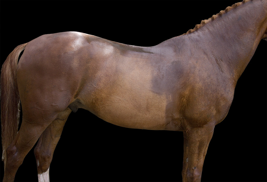 TORSO - 02