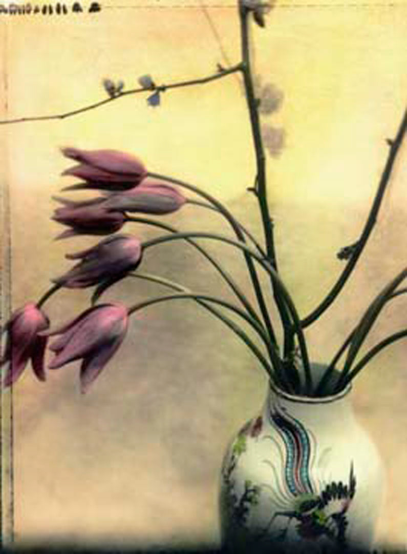 French Tulips