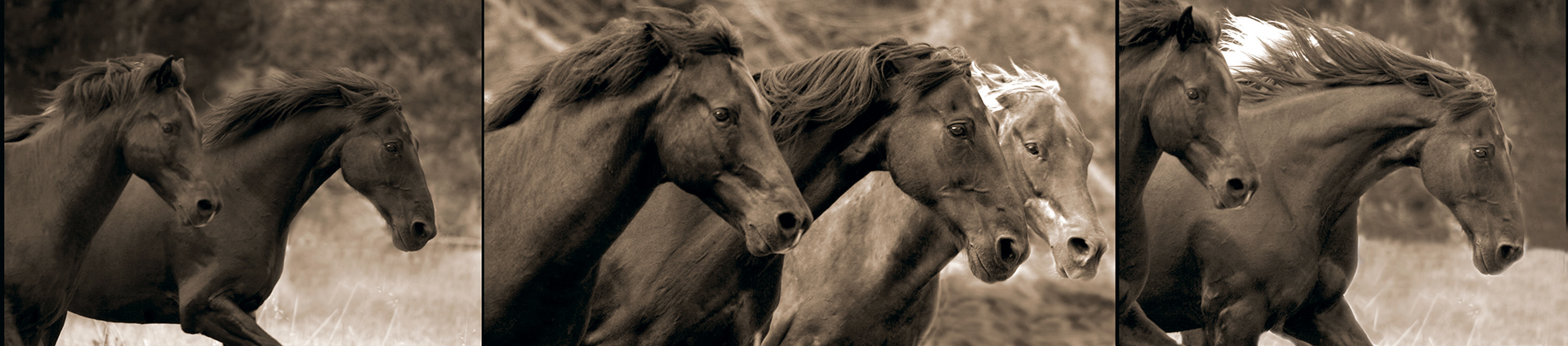 Horses Running Flat