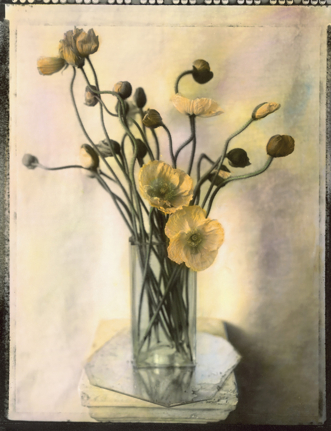Poppies