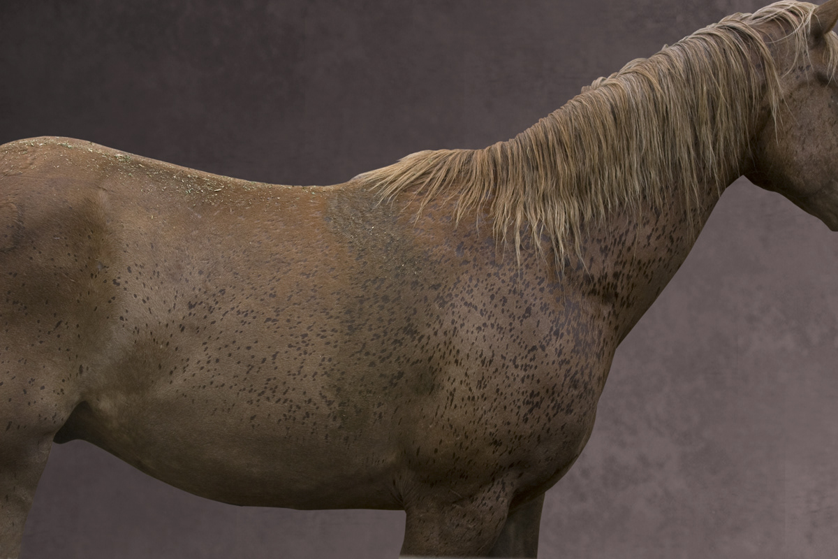 COWHORSE
