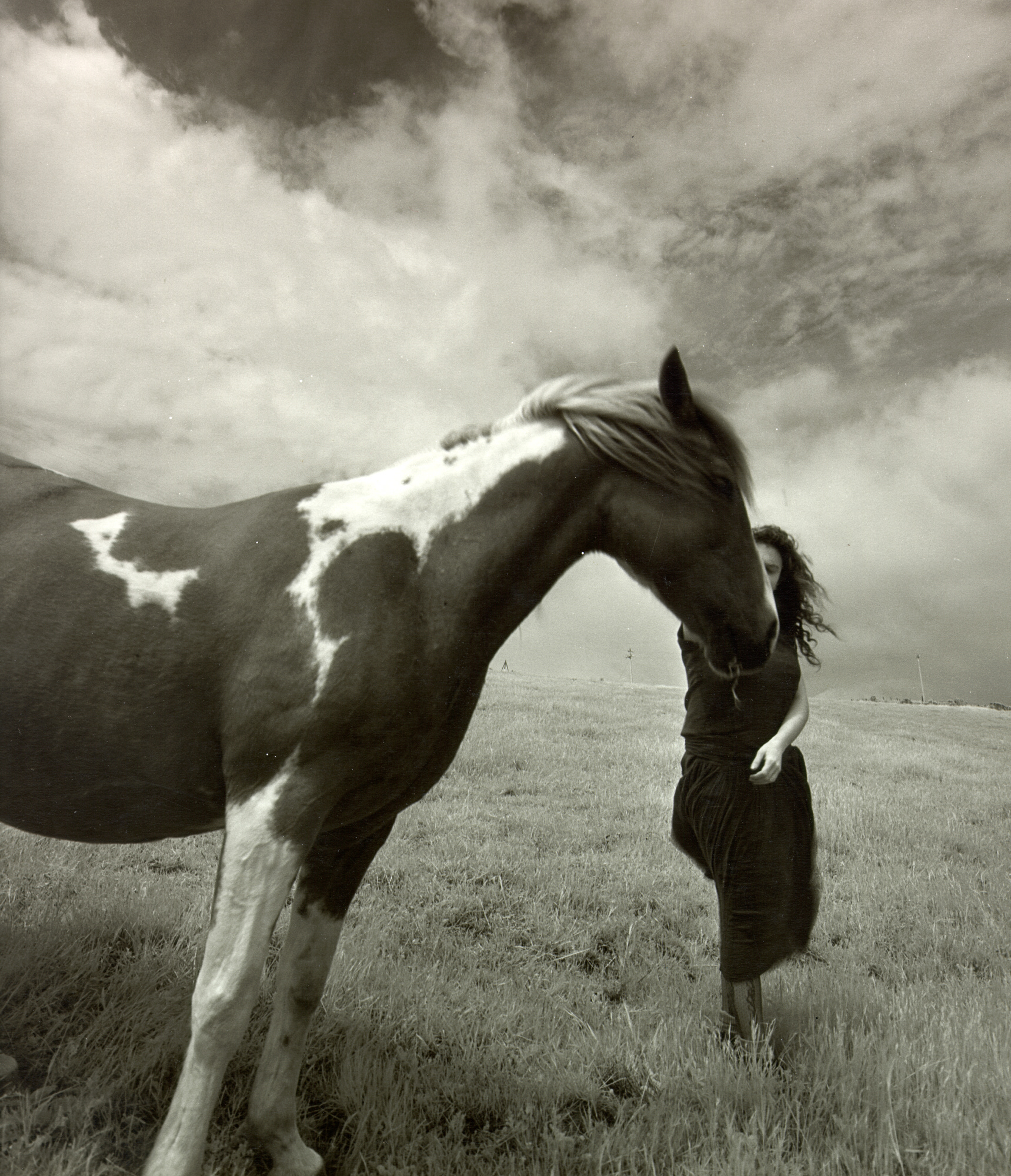 Dunja - Horse