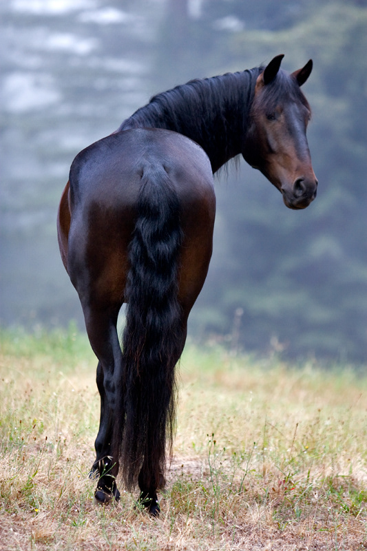 Orpheo - Looking back