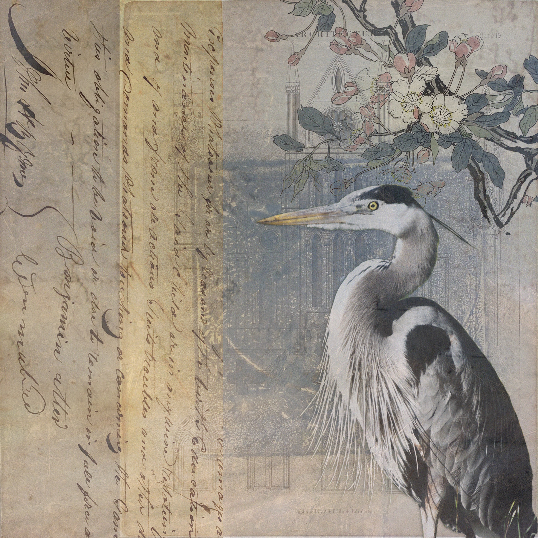 Great Blue Heron