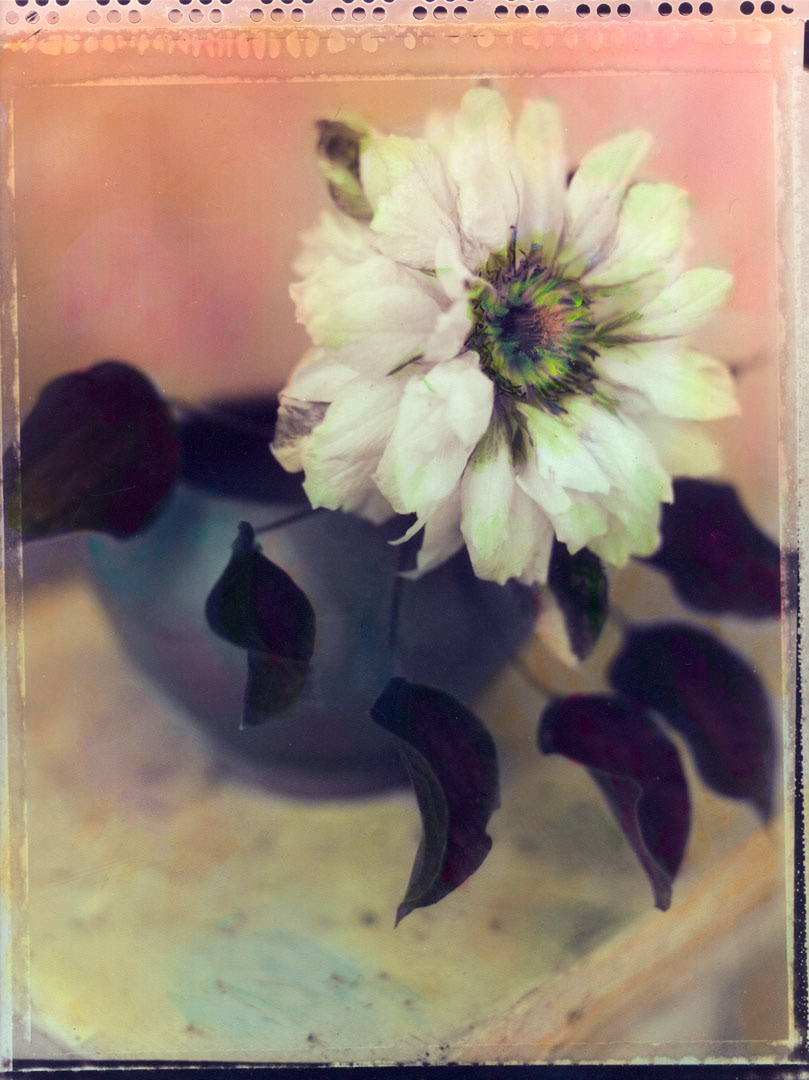 Clematis - Turquoise Bowl