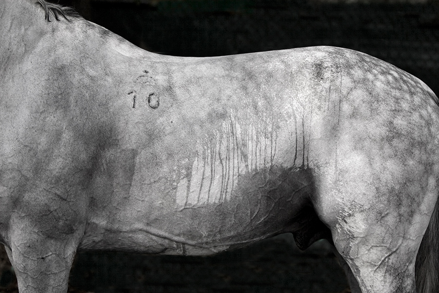 TORSO - 06