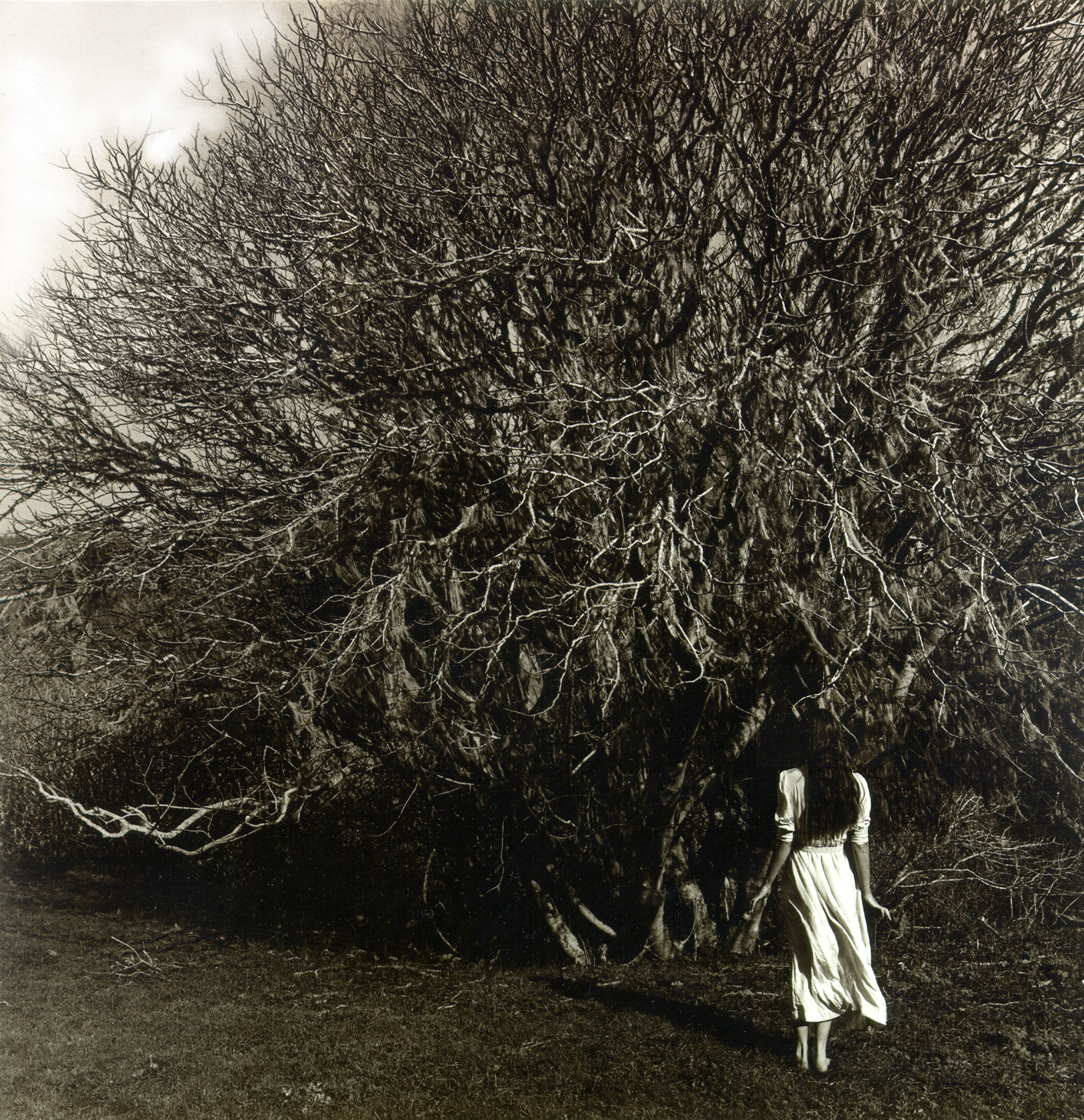 Carol - Tree