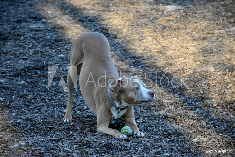 Playful Dog