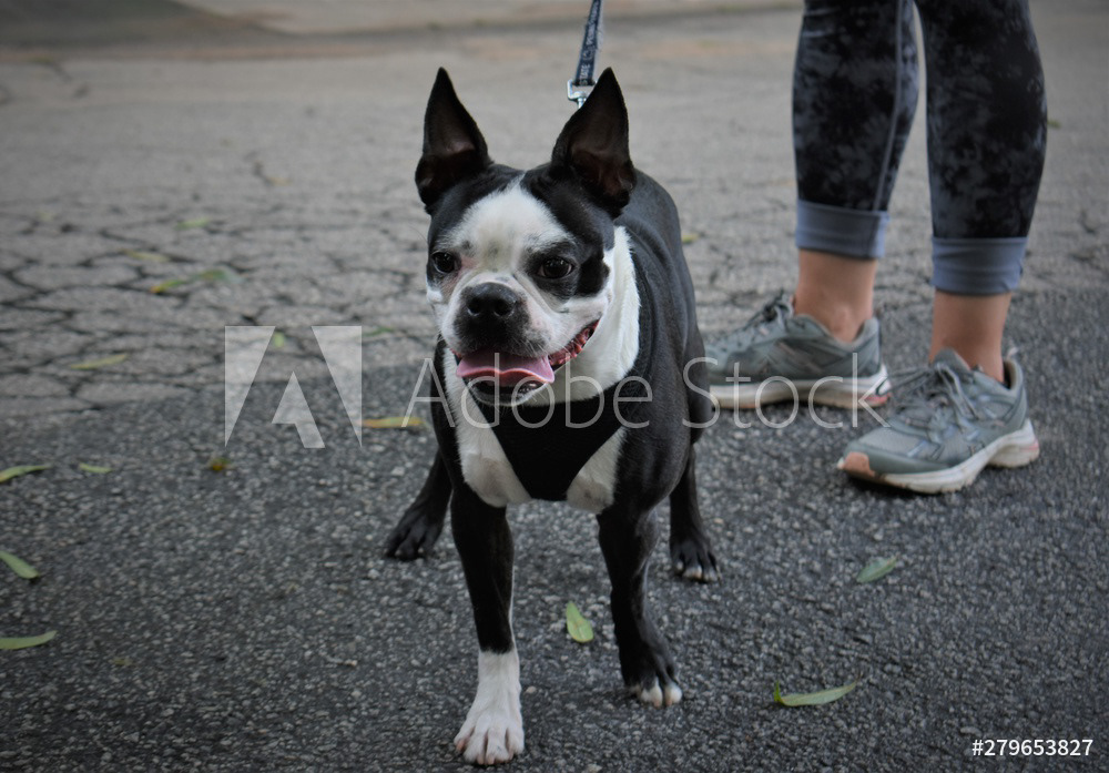 French Boston Terrier