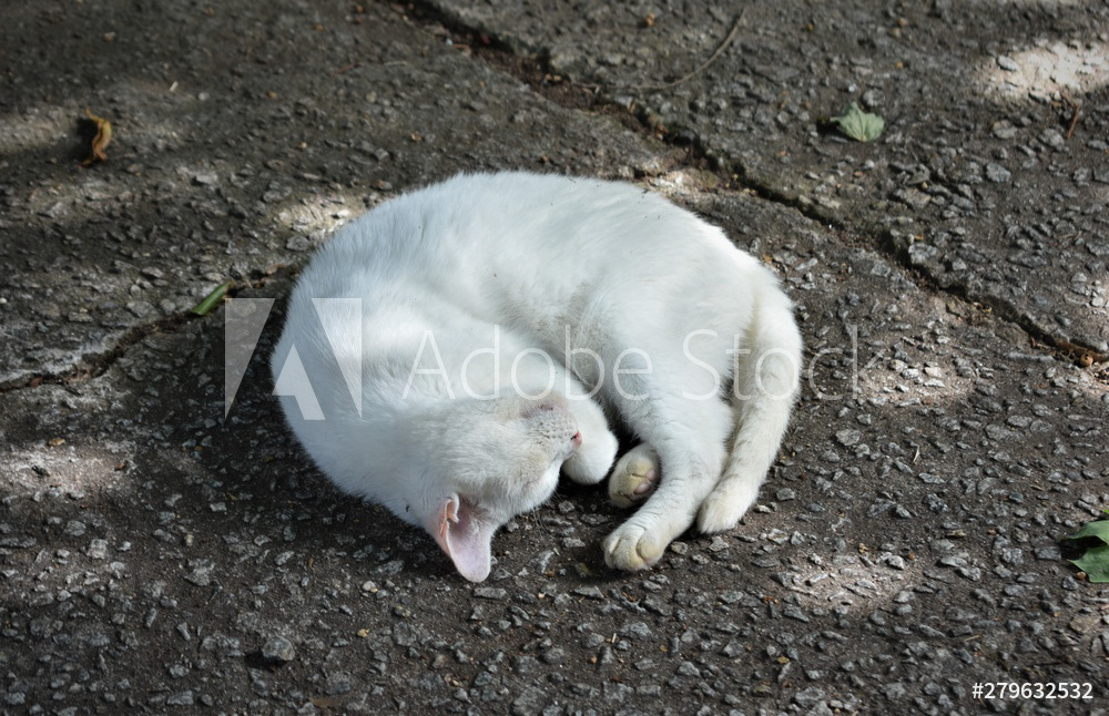 Sleeping white cat