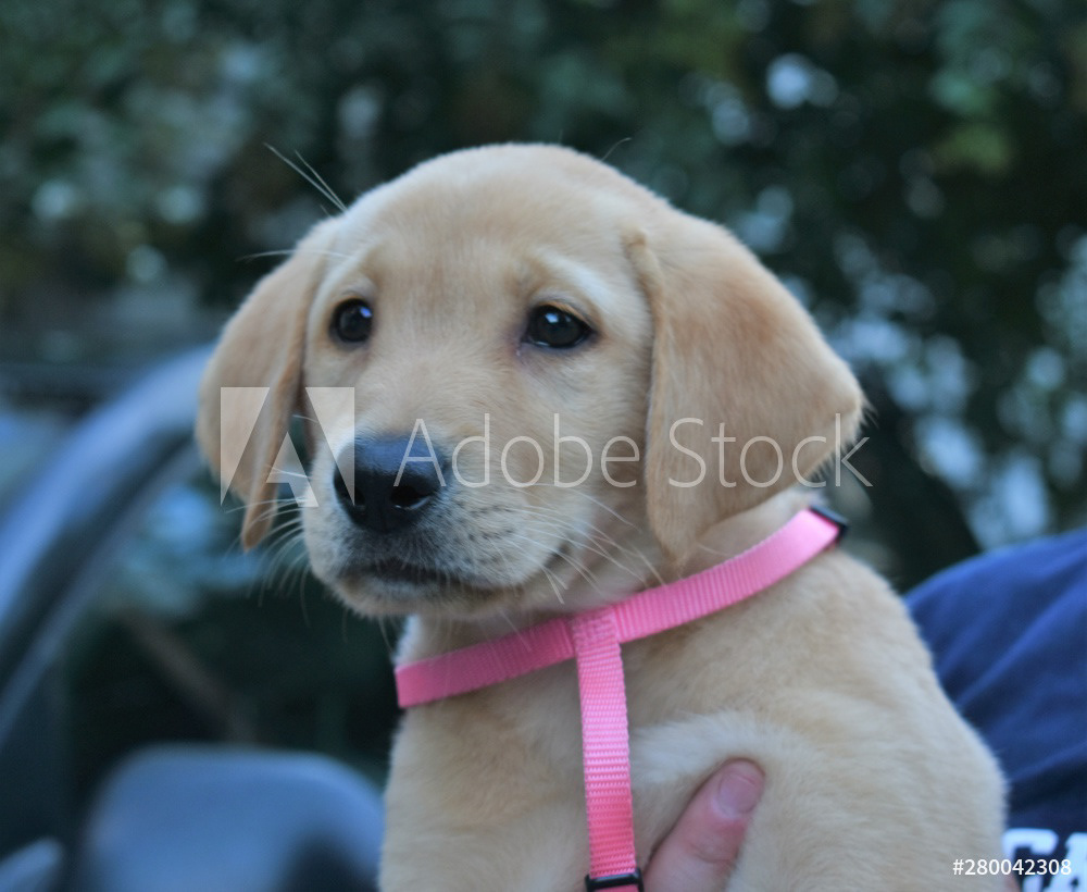 Golden Labrador Puppy