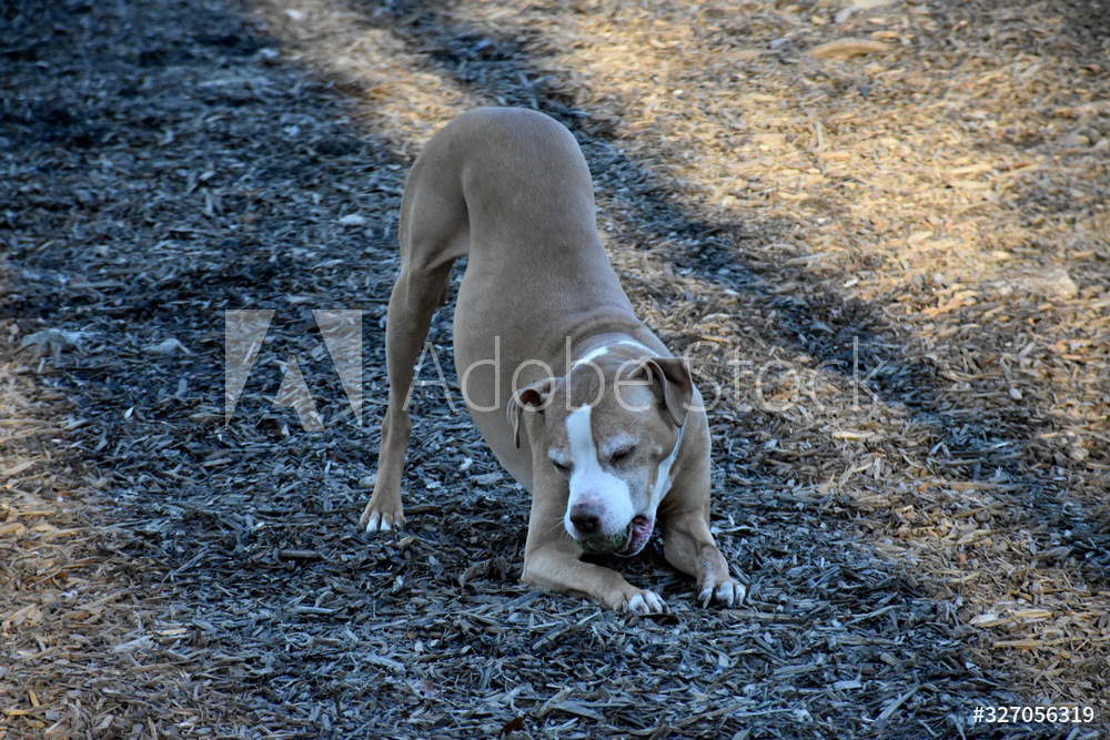 Dog Enjoying Tennis Ball