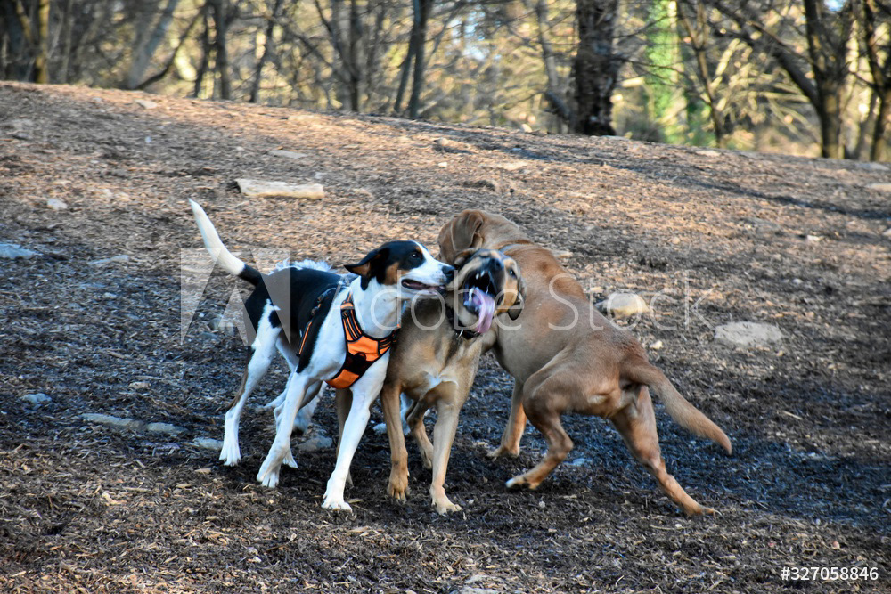 Piedmont Park Dog Park