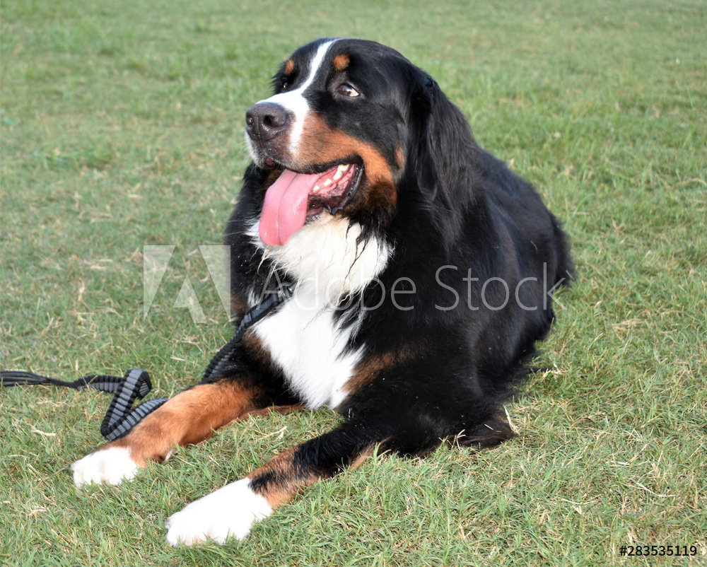 Bernese Mountain Dog
