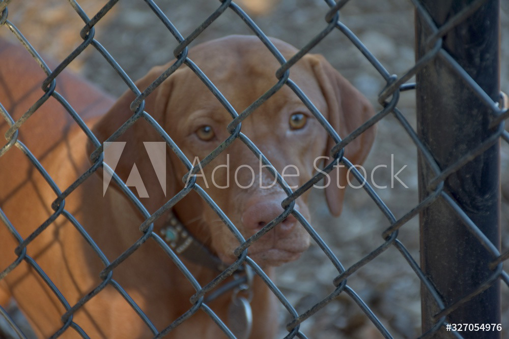 Brown Dog Behind Fence