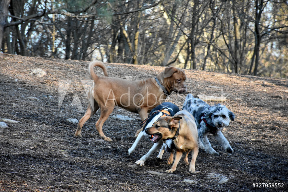 Piedmont Park Dog Park