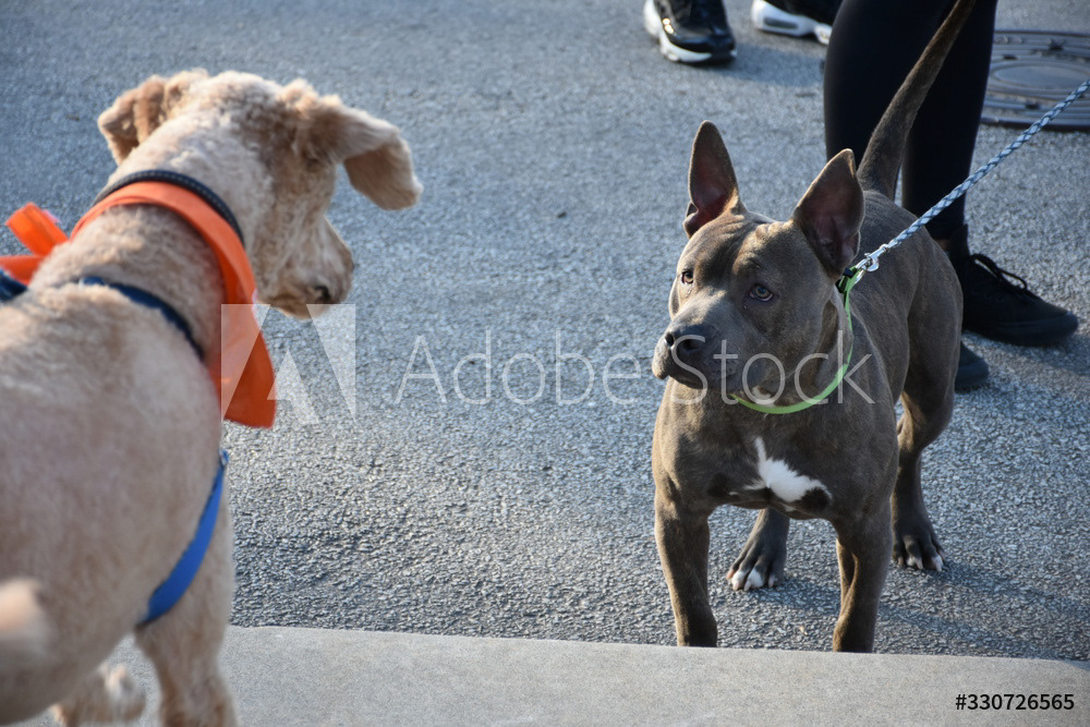 Dogs Stare At Each Other