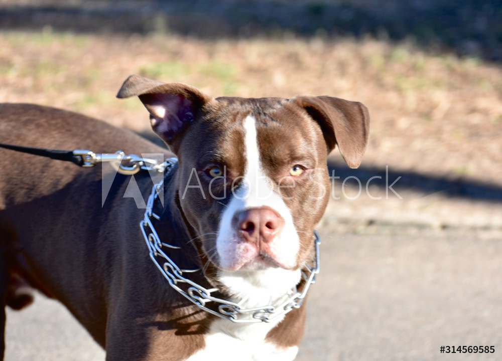 Pit Bull Puppy