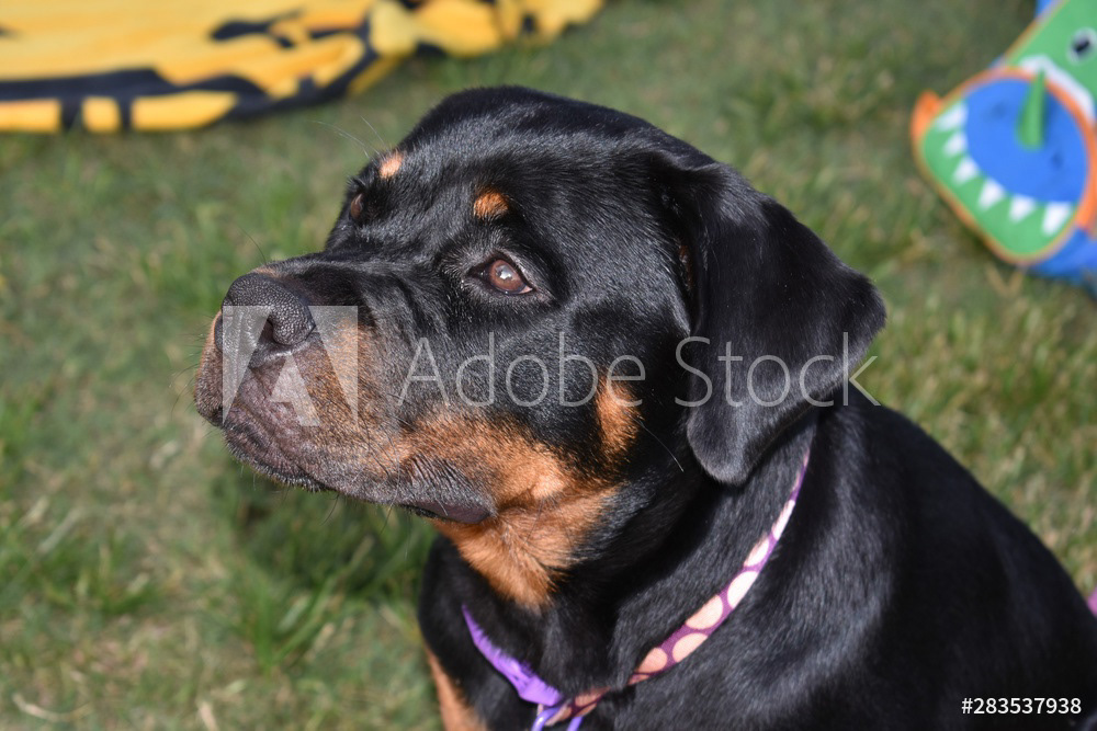Rottweiler Puppy