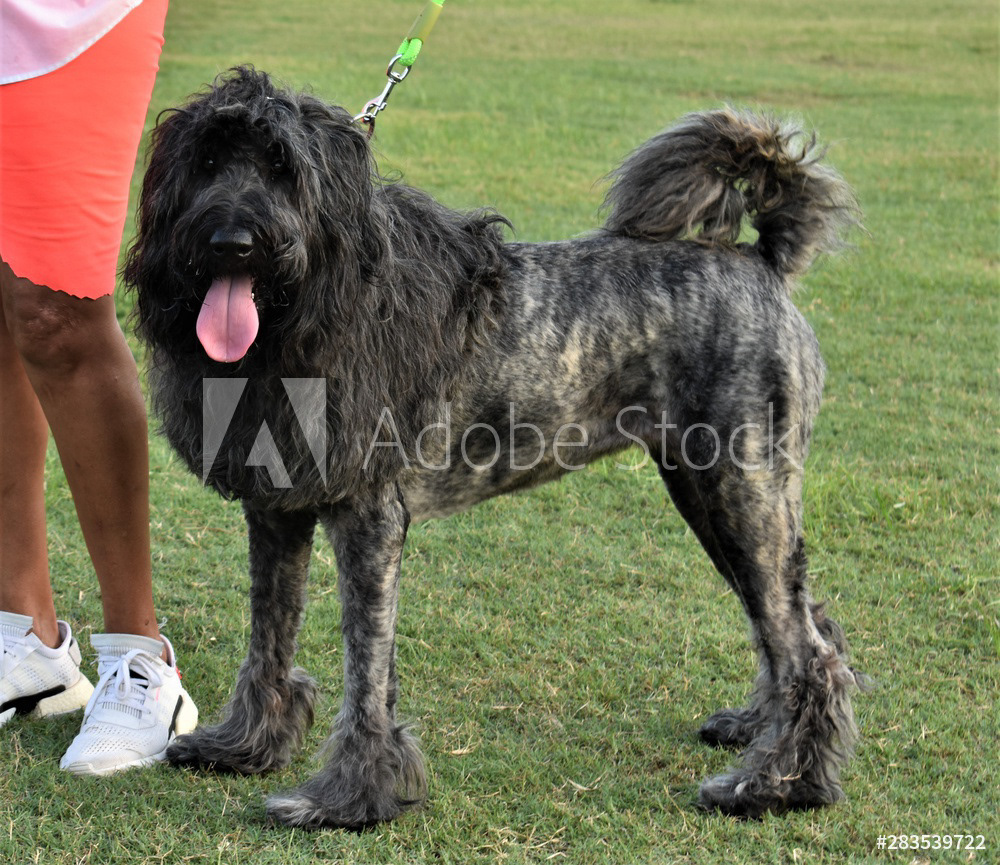 A Briard dog
