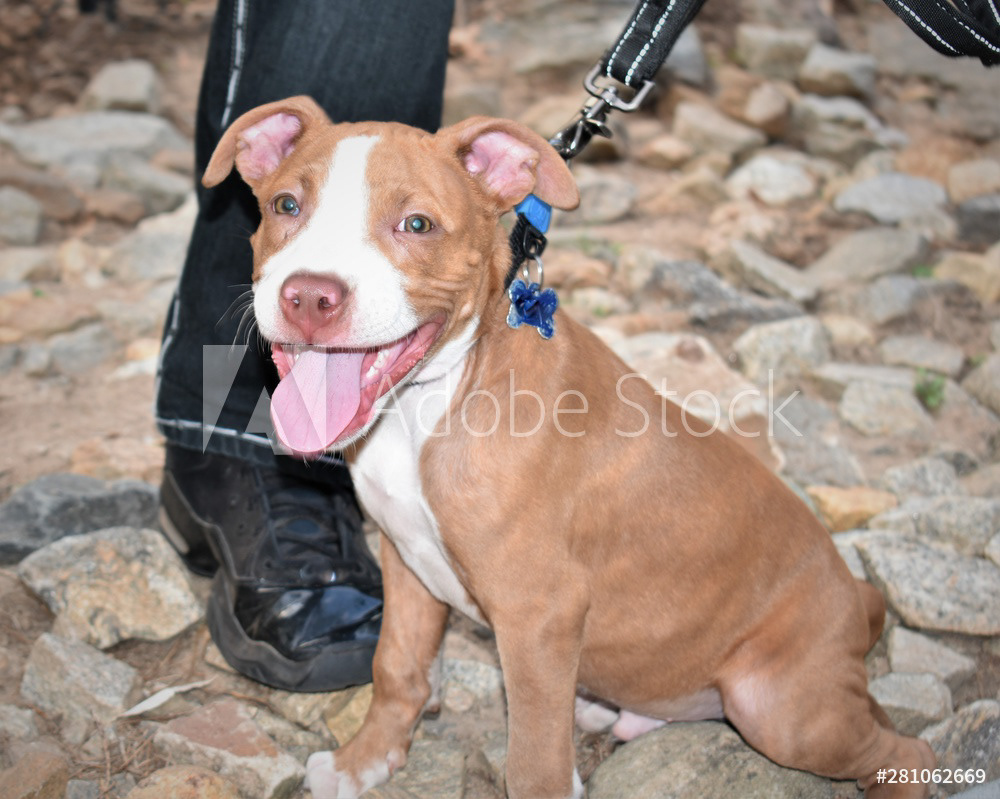Pit Bull Puppy