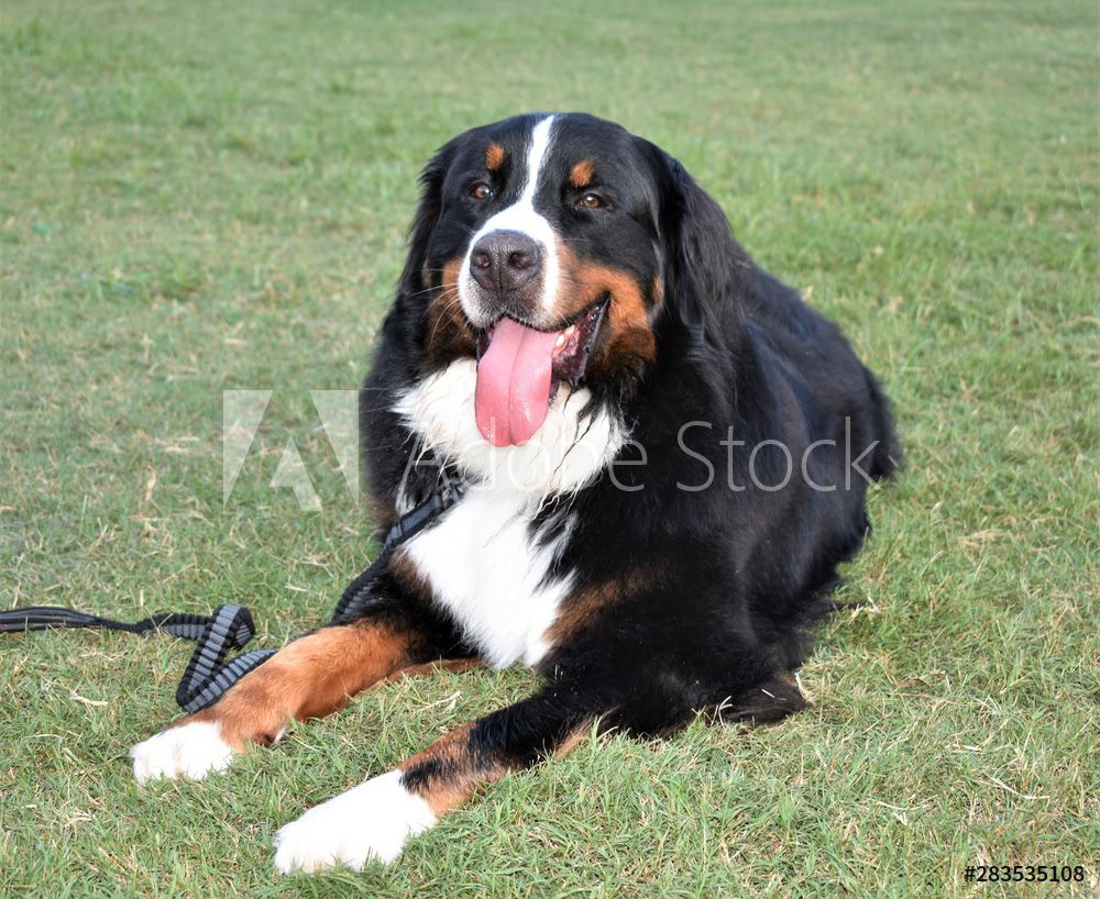 Bernese Mountain Dog
