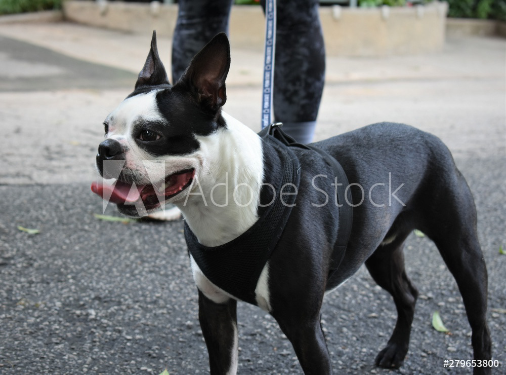 French Boston Terrier