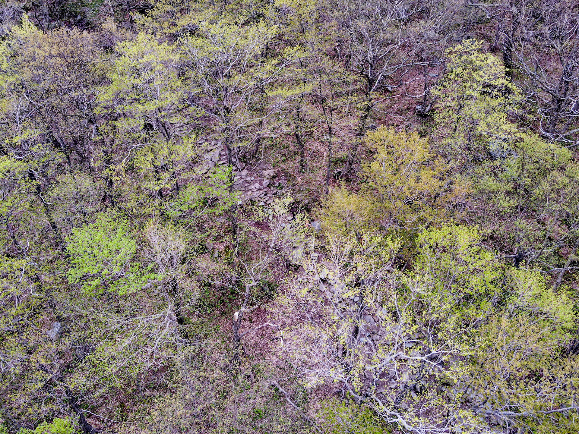 A golden retriever named Honey got spooked during a hike and ran away from her owners, dragging her leash behind her. The leash eventually got snagged on a branch, but despite being only feet from the trail, Honey was out of sight, and her owners and others passed by her multiple times. Within minutes of being called in to search for her, Vermont Drone successfully located Honey and guided her owners to her.