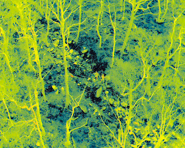 A golden retriever named Honey got spooked during a hike and ran away from her owners, dragging her leash behind her. The leash eventually got snagged on a branch, but despite being only feet from the trail, Honey was out of sight, and her owners and others passed by her multiple times. Within minutes of being called in to search for her, Vermont Drone successfully located Honey and guided her owners to her.