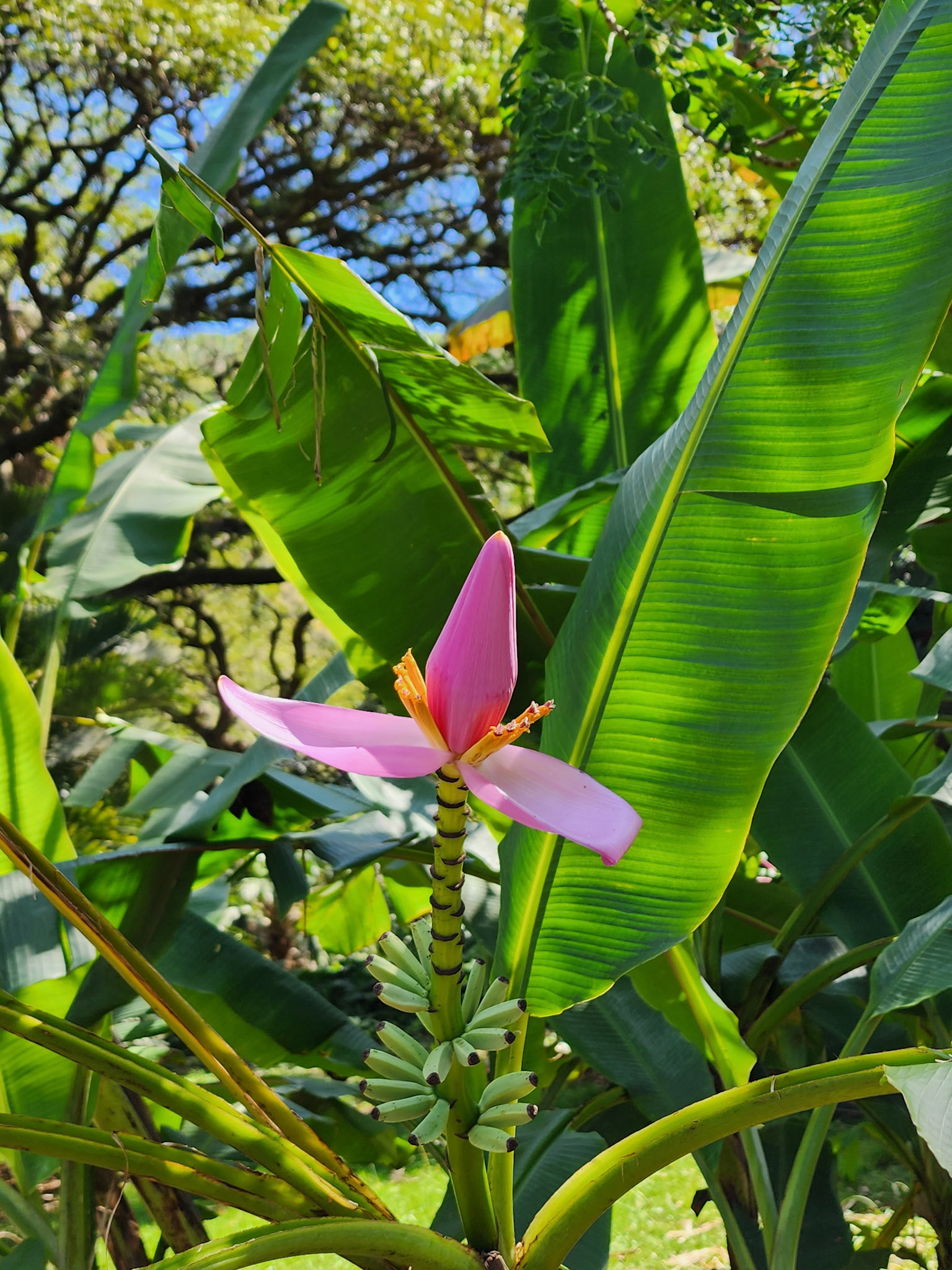 Allerton Garden, Lawai, HI