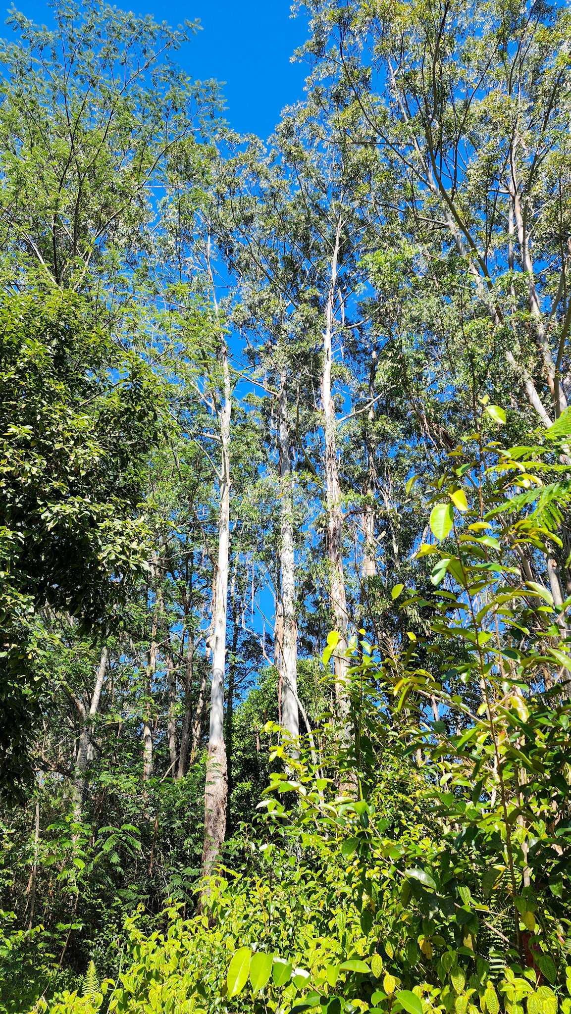 Keahua Arboretum, Lihue-Koloa Forest Reserve, Kaua'i, Hawai'i