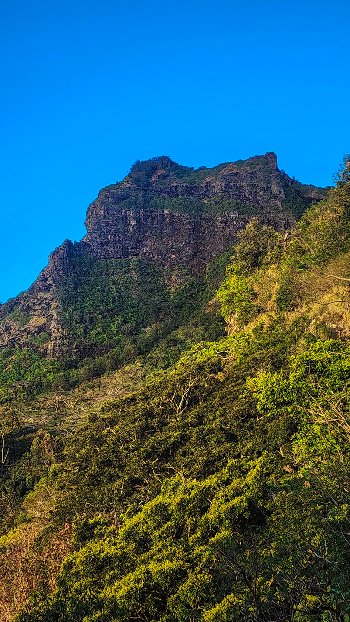 Nose of the Sleeping Giant, Nounou Forest Preserve, Kaua'i, Hawai'i