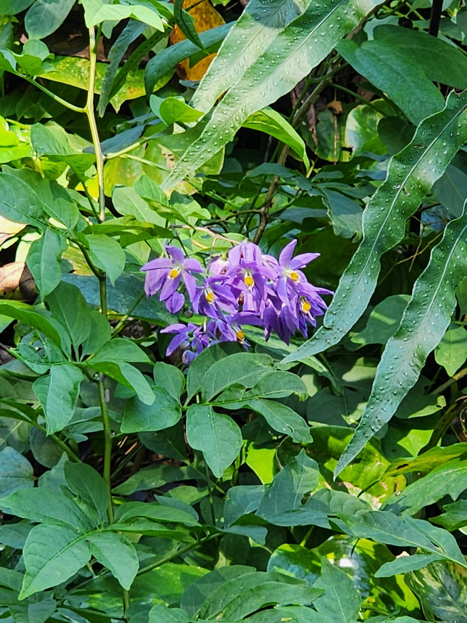 Allerton Garden, Lawai, HI