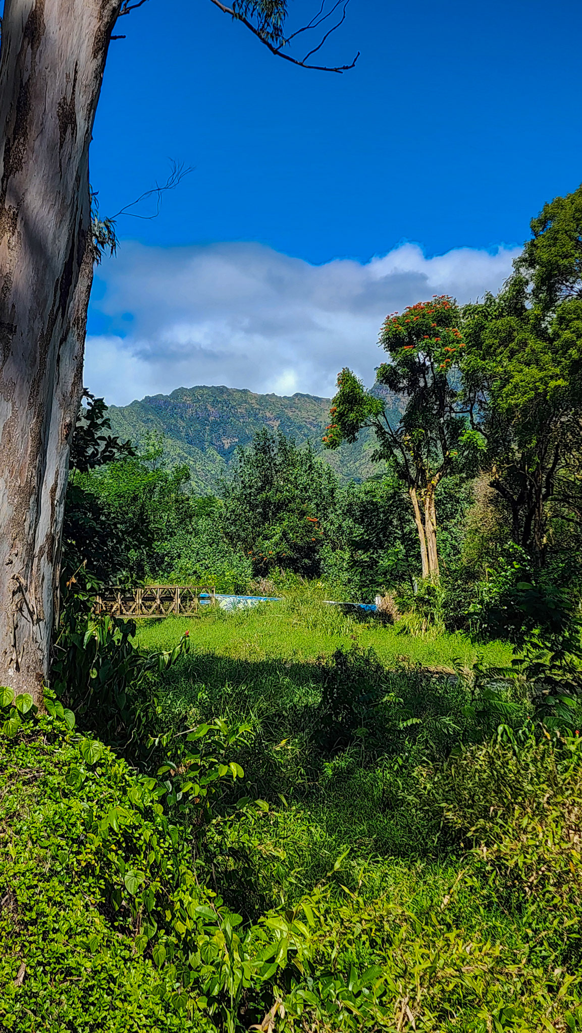 Keahua Arboretum, Lihue-Koloa Forest Reserve, Kaua'i, Hawai'i