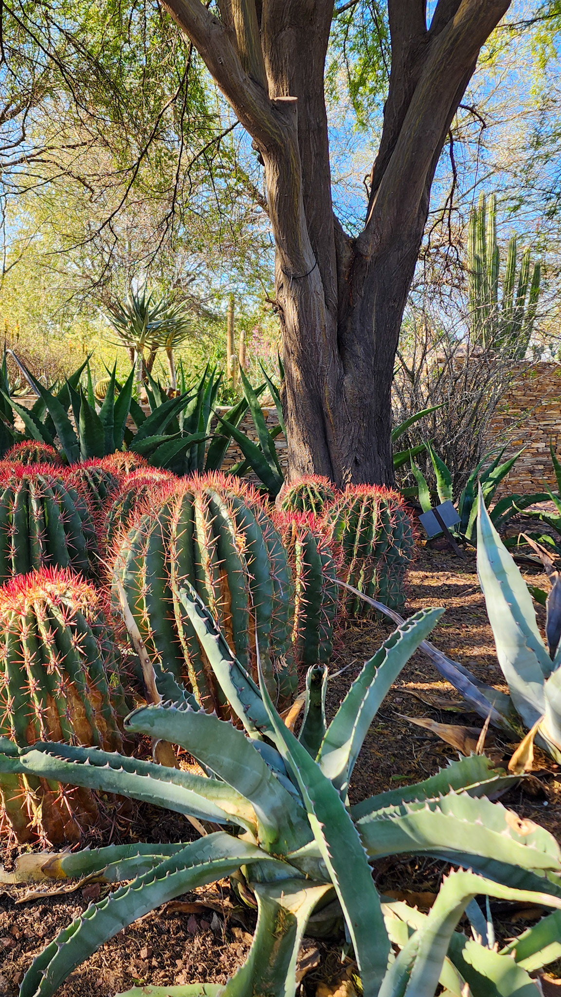 Desert Botanical Garden, Phoenix, AZ