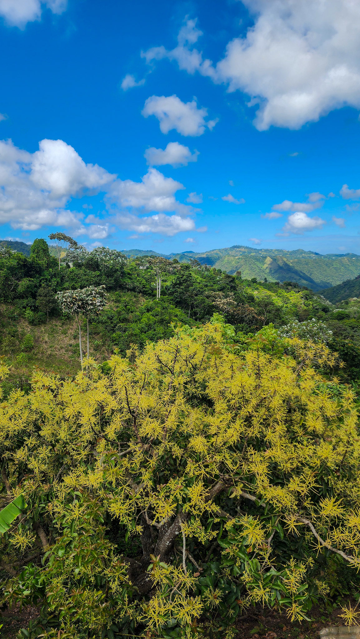Along PR 6615, Puerto Rico