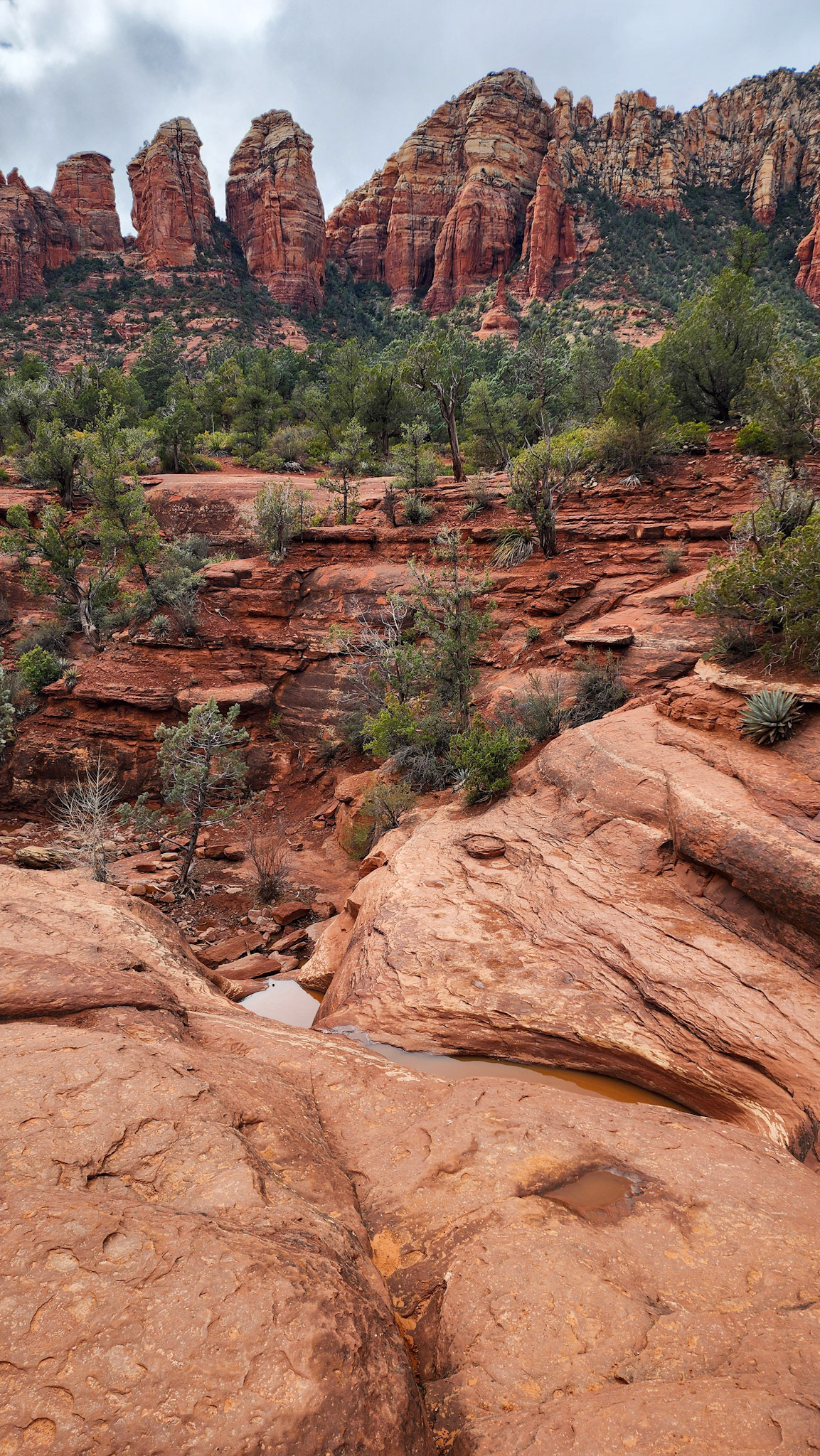 Brin Mesa Trail, Coconino National Forest, AZ