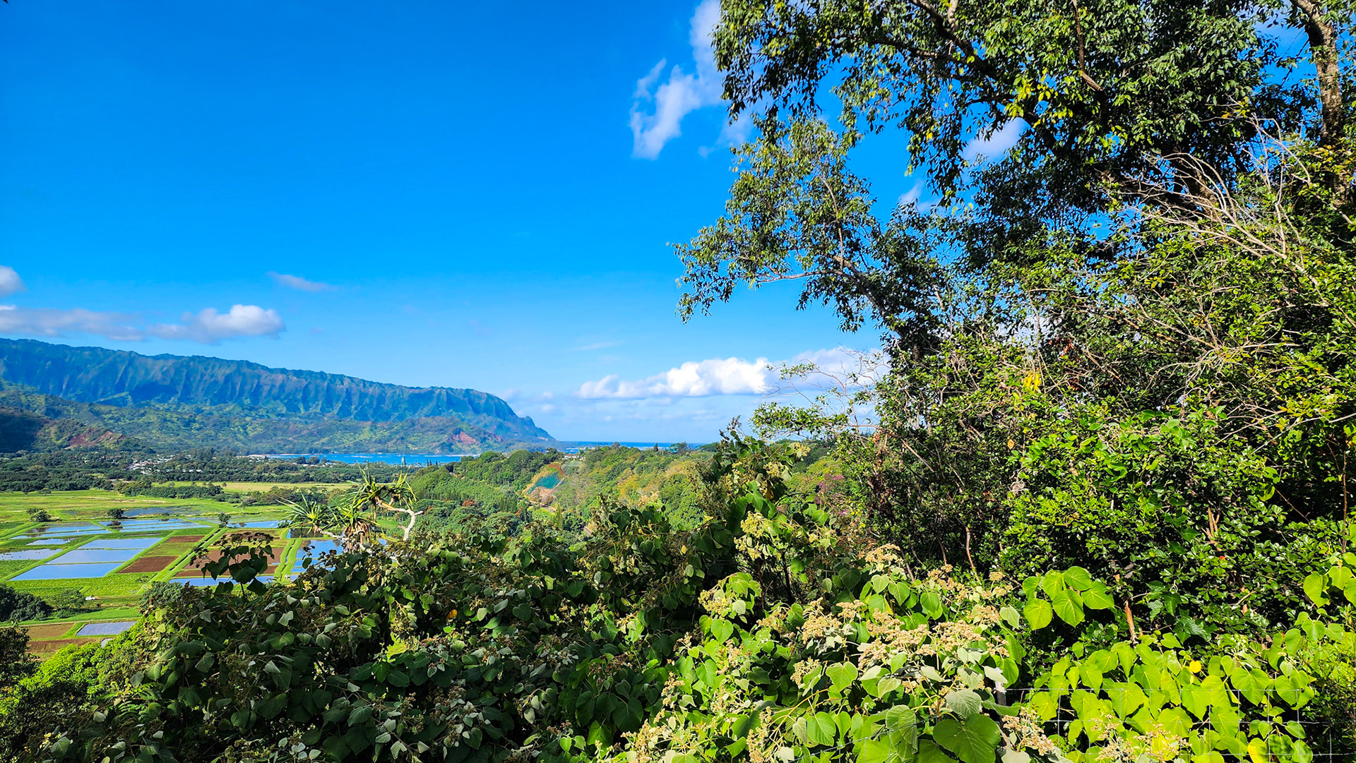 Hanalei National Wildlife Refuge Viewpoint, Kaua'i, Hawai'i