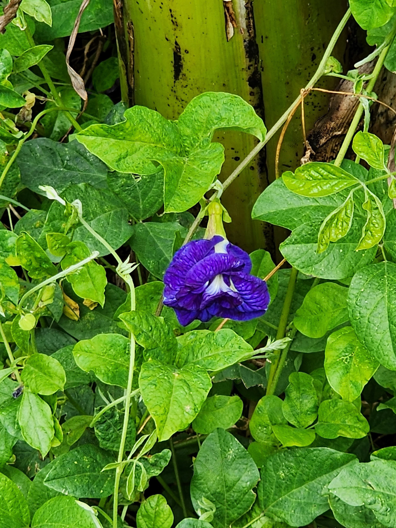 Kalaheo, HI