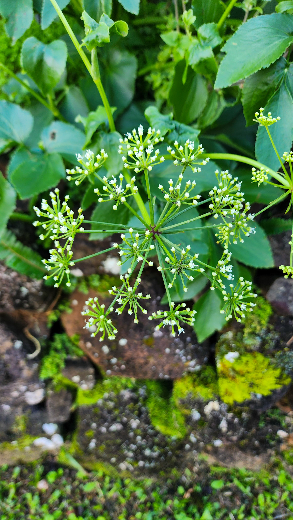 Limahuli Garden & Preserve, National Tropical Botanical Garden, Kaua'i, Hawai'i
