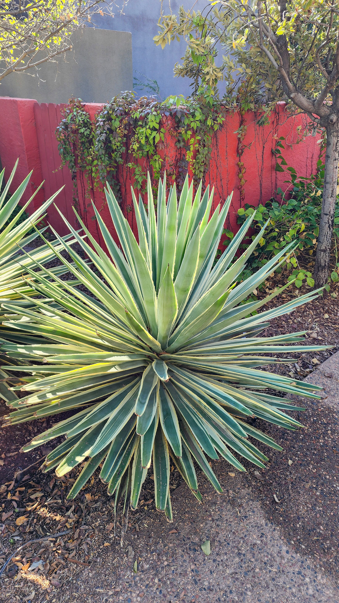 Desert Botanical Garden, Phoenix, AZ