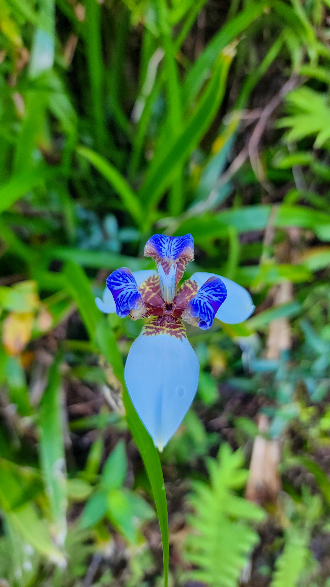 Limahuli Garden & Preserve, National Tropical Botanical Garden, Kaua'i, Hawai'i