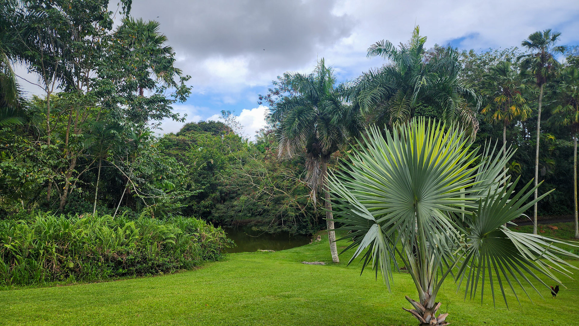 Botanical Garden in Rio Piedras