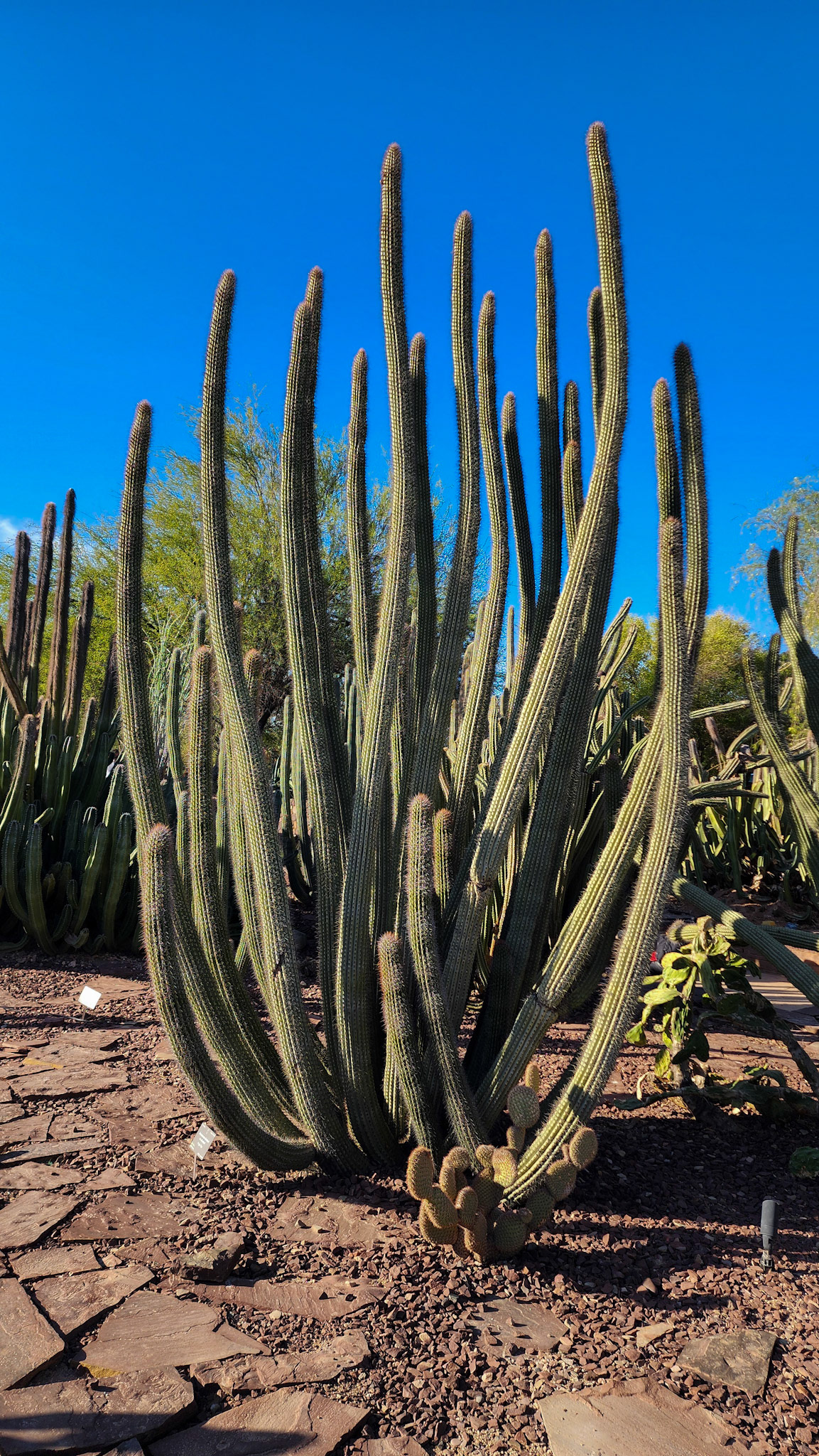 Desert Botanical Garden, Phoenix, AZ