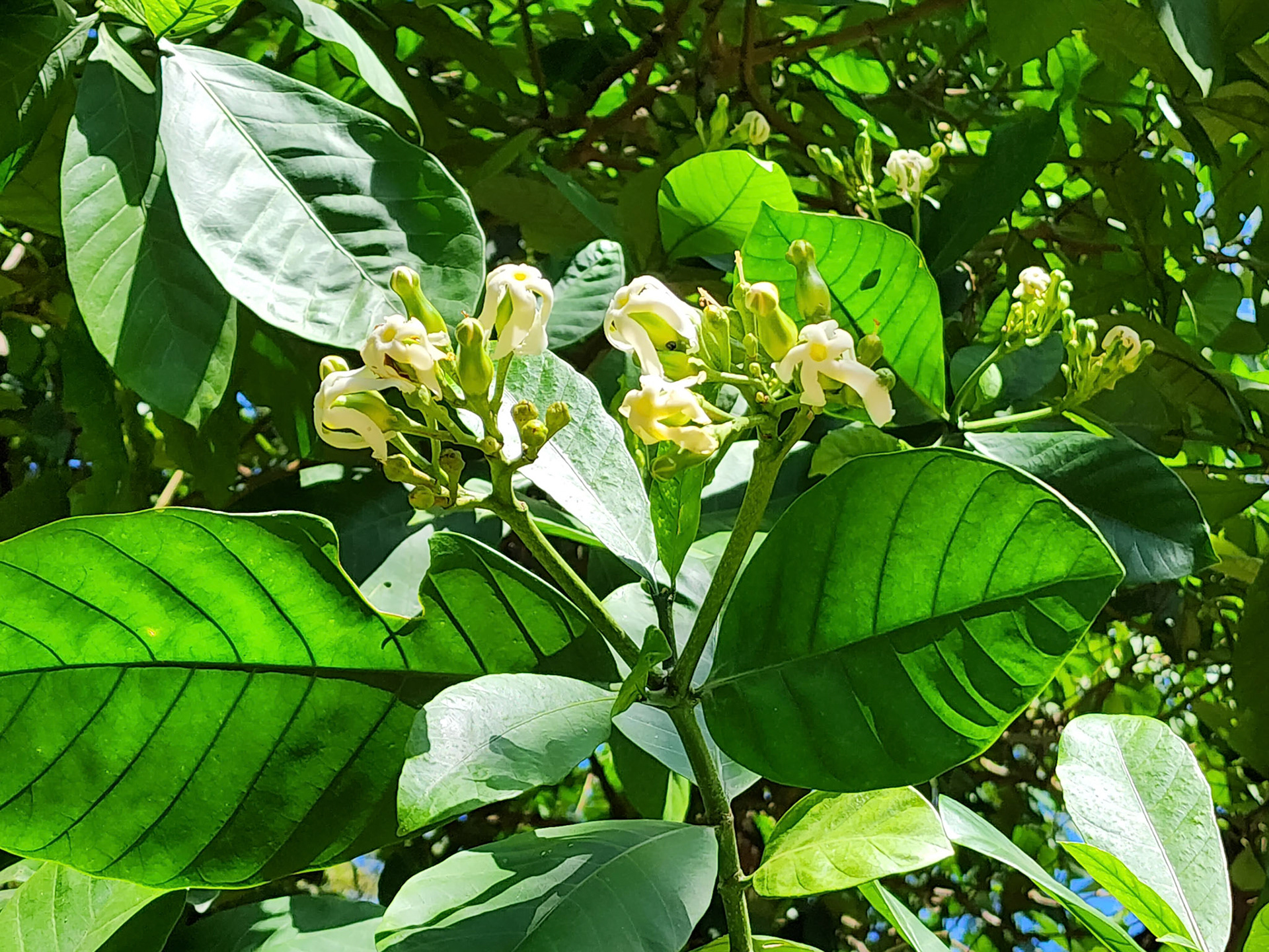 Allerton Garden, Lawai, HI