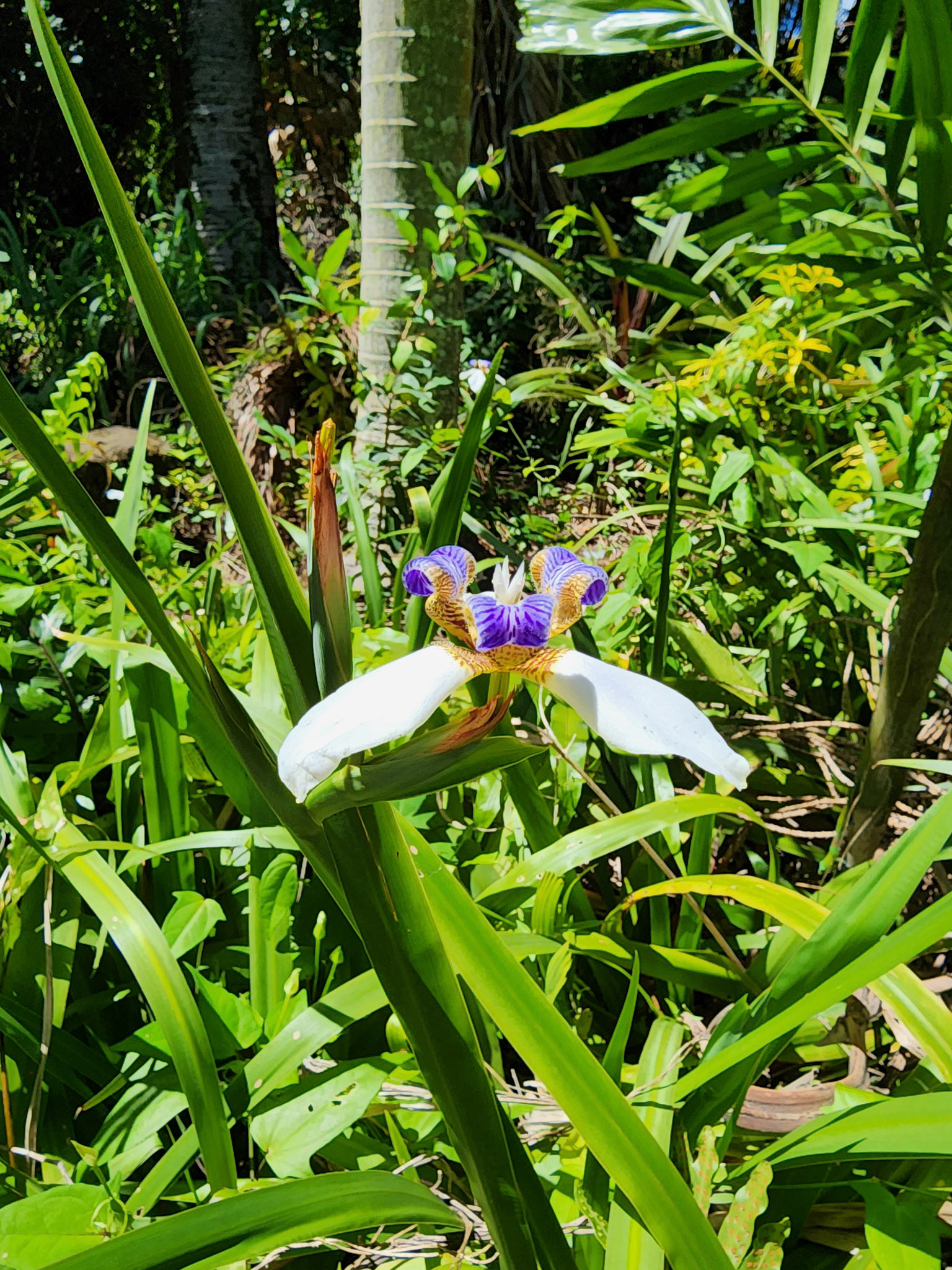 Milo Hae Loop, Koloa, HI