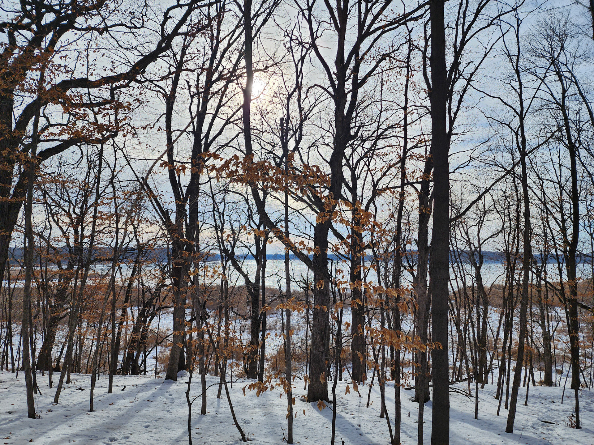 Forest preserve trails