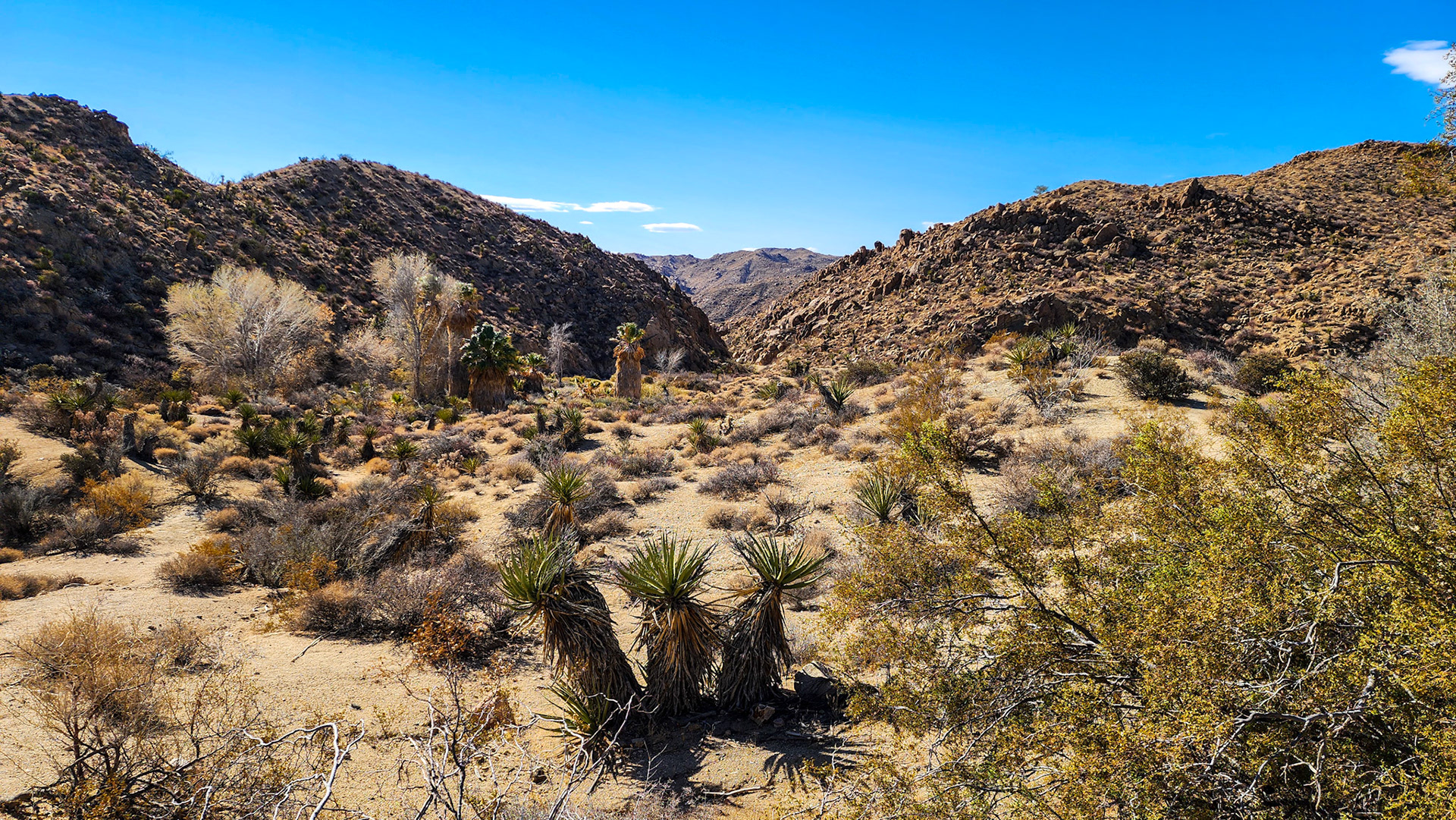 Cottonwood Oasis Area
